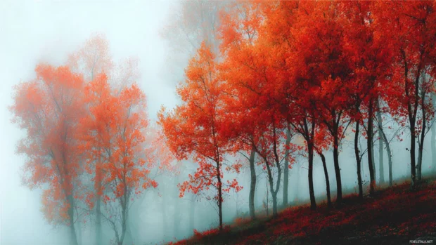 Clusters of tall fall trees with fiery leaves glowing against a soft morning mist.