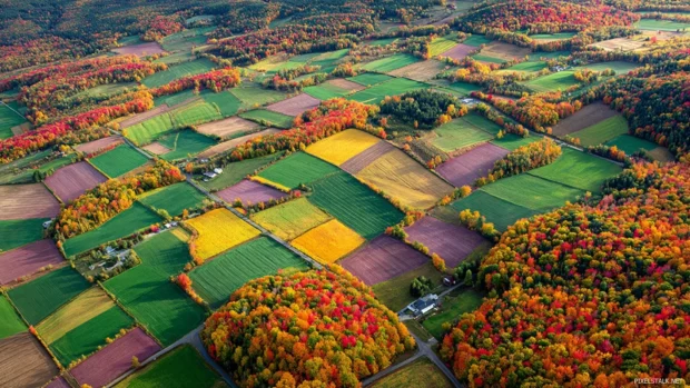 Colorful beautiful fall wallpaper presenting aerial view of patchwork farmland bordered by riot of fall foliage.