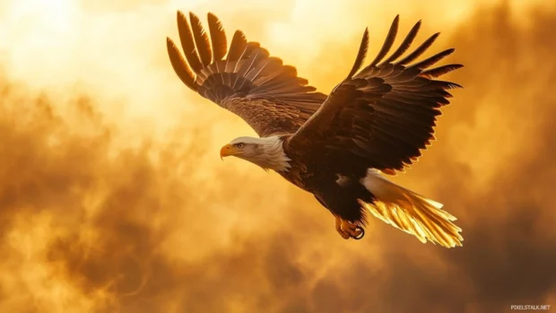 Cool American eagle wallpaper in a heroic pose, backlit by a golden sky and surrounded by mist.