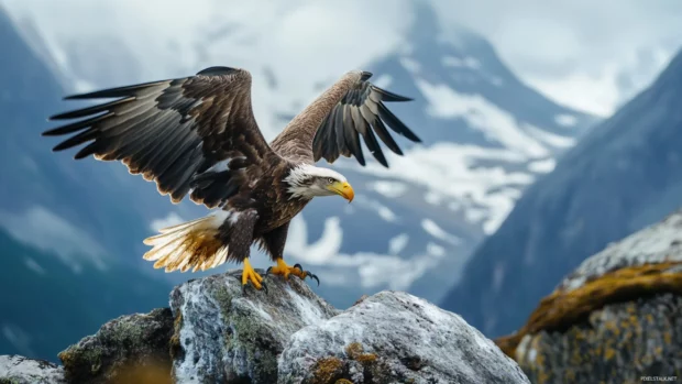 Cool Eagle caught in the moment of landing on rugged terrain.