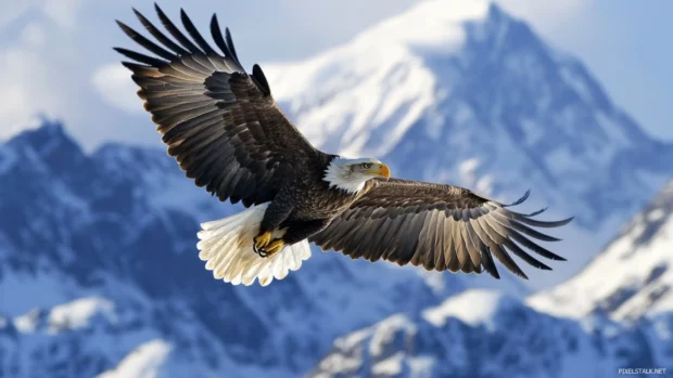 Cool eagle wallpaper showing a bird in mid flight above mountain peaks covered in snow.
