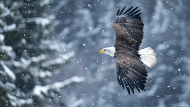 Crisp winter air and snowy trees surround a flying Bald Eagle.