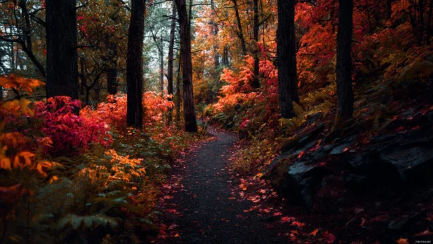 Dark Fall aesthetic with dramatic overcast skies, winding forest trails, and glowing autumn leaves.
