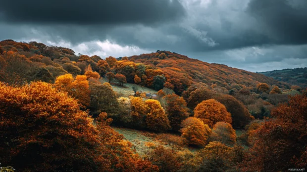Dark Fall hillside covered in russet and amber leaves, dramatic skies creating a powerful seasonal contrast.