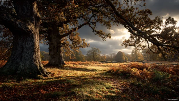Dark Fall landscape with ancient oak trees, thick fallen leaves, and soft golden light breaking through clouds.