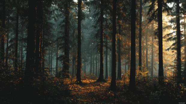 Dark autumn forest wallpaper depicting dense pines shrouded in dim golden light and drifting leaves.