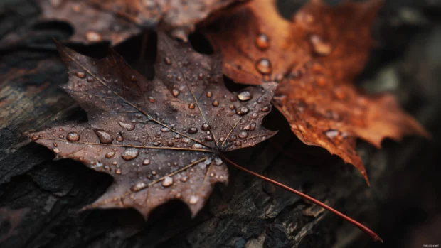 Dark fall leaves wallpaper illustrating close up of glossy wet maple leaves in muted brown tones on dark bark.