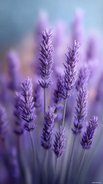 Delicate lavender essence captured through soft focus photography and gentle motion blur.