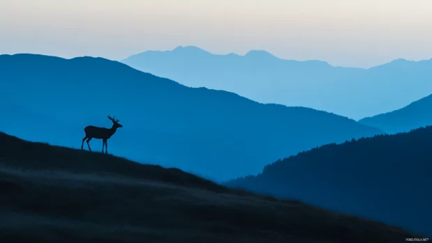 Distant silhouette of a deer on a mountain ridge.