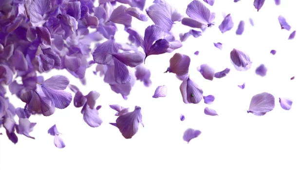 Elegant lavender petals falling in slow motion against a white background.