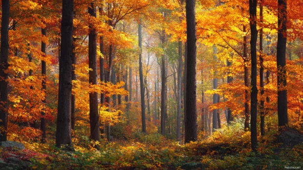 Fall foliage forest wallpaper with towering trunks and layered foliage creating depth in rich fall hues.