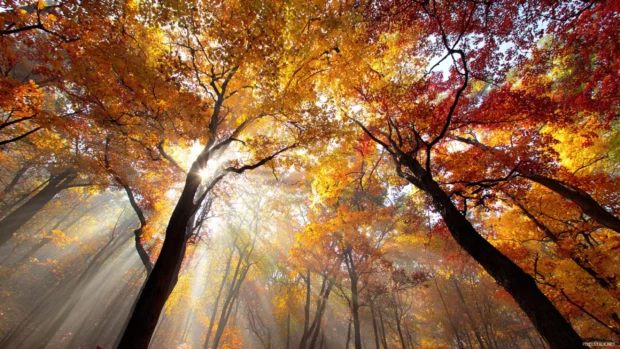 Fall foliage iPhone wallpaper style transferred into a desktop scene with sunbeams piercing colored tree canopy.