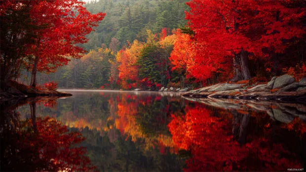 Fall foliage lake wallpaper capturing forest mirror image in still water surrounded by fiery fall colors.