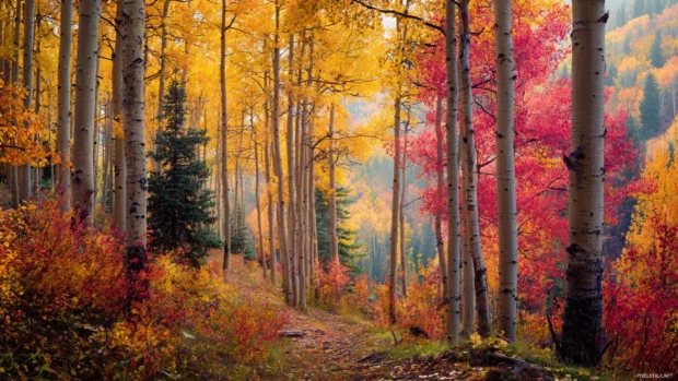 Fall foliage tree wallpaper displaying rich tapestry of yellow red and brown leaves blanketing forest landscape.