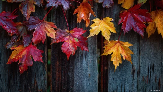 Fall foliage wallpaper showing close up of glossy maple leaves layered over rustic wooden fence.