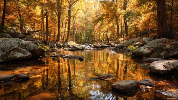 Fall forest HD wallpaper illustrating crystal clear stream reflecting amber canopy and scattered rocks.