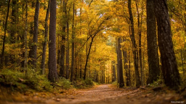 Fall forest path with tall golden trees arching overhead, creating a natural tunnel filled with soft autumn light.