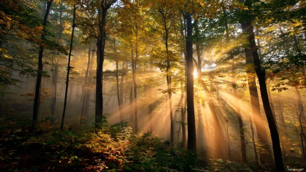 Fall forest wallpaper featuring golden sunbeams illuminating mist rising over dense maple woods.