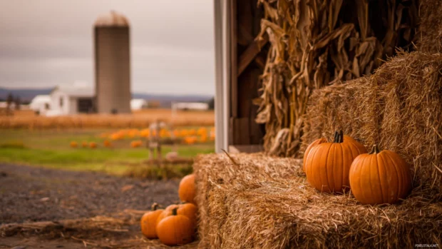 Fall harvest pumpkin wallpaper capturing pumpkins and hay bales stacked at farm gate with distant silo.
