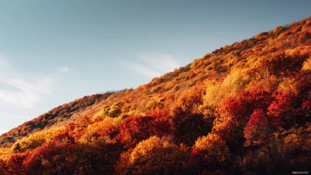 Fall hillside bursting with colors of amber, crimson, and gold under a clear sky, perfect for Macbook backgrounds.