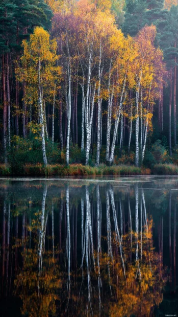 Fall landscape MacBook wallpaper iPhone view featuring towering birch grove reflecting in calm autumn lake at dawn.