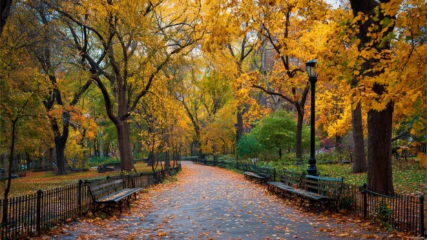 Fall landscape with colorful leaves gently scattered across a quiet park path under golden trees.