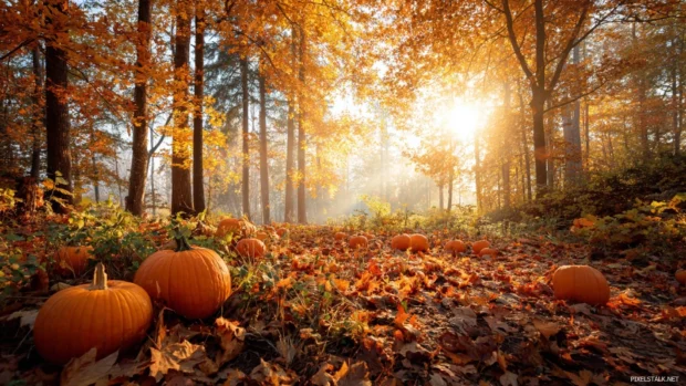 Fall landscape with scattered pumpkins in a vibrant autumn forest, soft sunlight shining through golden leaves.