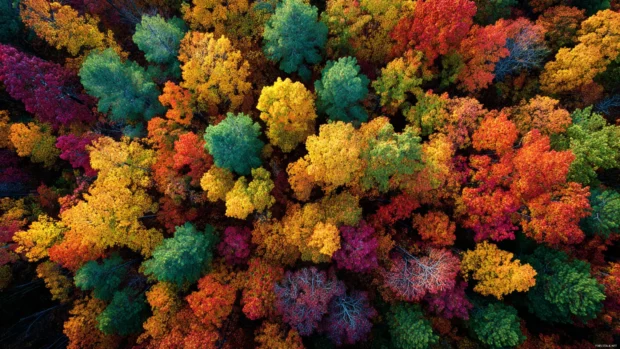 Fall leaves 4k wallpaper presenting aerial view of dense woodland canopy ignited in autumn hues.