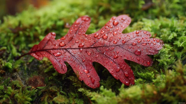 Fall leaves HD wallpaper featuring a close up of dew speckled crimson oak leaf on mossy ground.