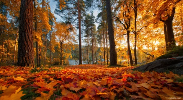 Fall leaves creating a vibrant natural carpet beneath towering autumn trees glowing in soft sunlight.
