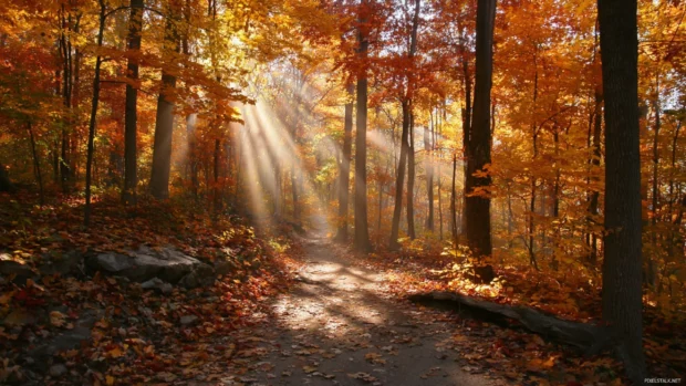 Fall leaves desktop wallpaper illustrating sunbeams piercing a canopy of amber leaves above a forest trail.