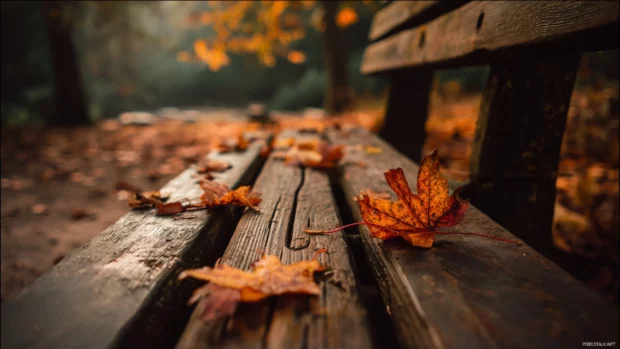 Fall leaves resting on a wooden bench in a quiet park, surrounded by trees in warm seasonal hues.