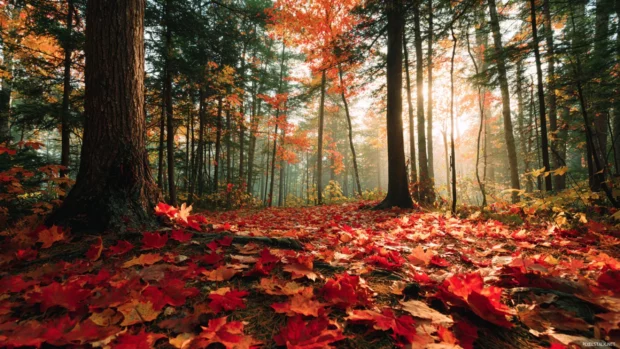 Fall leaves wallpaper showing a carpet of red and gold maples covering a forest floor under soft morning light.