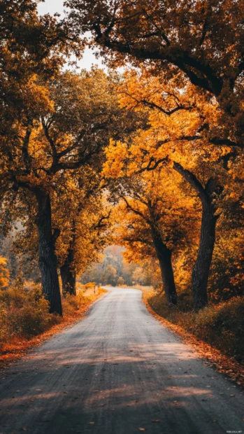 Fall trees arching over a quiet road, creating a natural tunnel of golden leaves captured perfectly for iPhone screens.