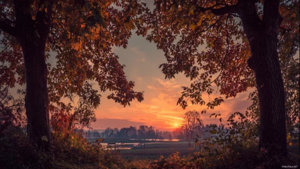 Fall trees framing a distant sunset over a quiet countryside, their leaves glowing in soft light.