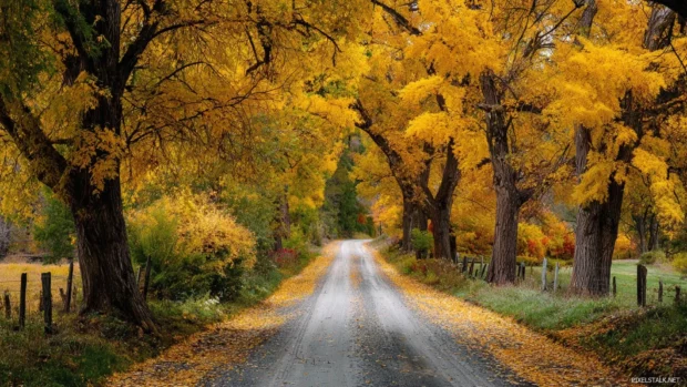 Fall trees lining a peaceful country road with golden leaves gently falling in the breeze.