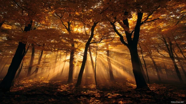 Fall trees wallpaper capturing golden sunlight streaming through amber maple branches over misty forest floor.