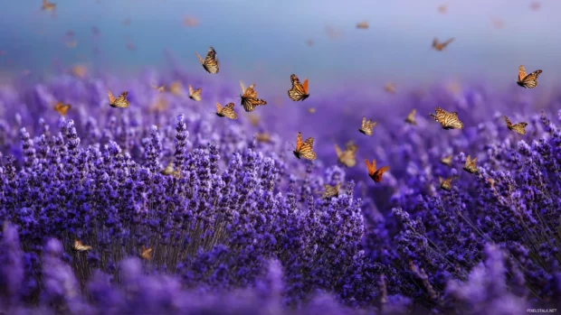 Field of lavender in full bloom with butterflies fluttering across the screen.