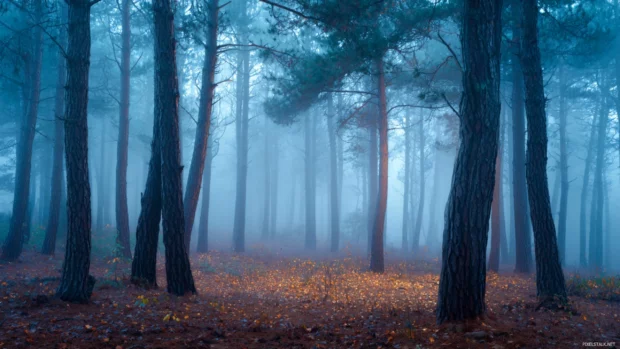 Foggy fall forest wallpaper showing ethereal fog drifting among pine trunks and fallen leaves at dawn.