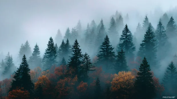 Foggy fall trees PC wallpaper shrouded pines and maples emerging through gentle morning fog for moody atmosphere.
