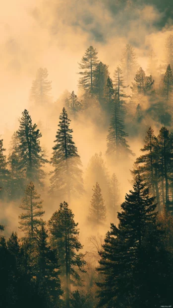 Foggy fall vibes wallpaper with dreamy mist over pine forest tinted in amber light.