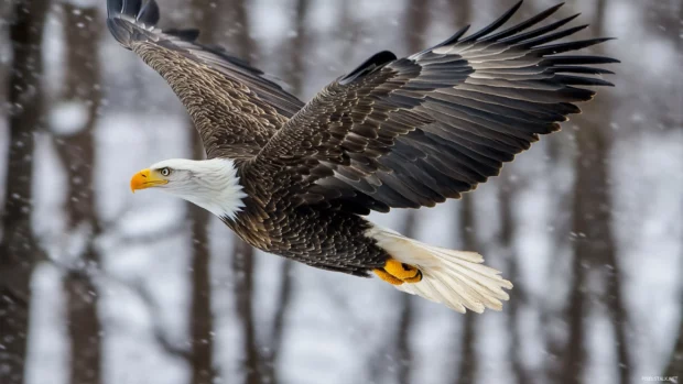 Freedom in motion as an American eagle cuts through crisp air.