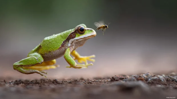 Frog catching a fly mid air with its tongue, captured at the moment of action with a blurred background.