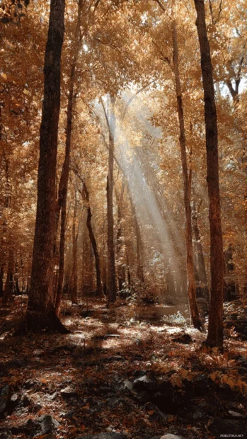 Golden Beautiful Fall forest with sunbeams filtering through the leaves, captured in an iPhone friendly vertical view.
