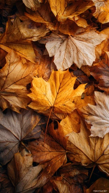 Golden Fall leaves clustered together on the ground, creating a rich autumn texture.