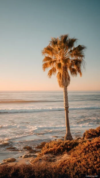 Golden aesthetic palm tree glowing in the soft light of an early morning beach scene.