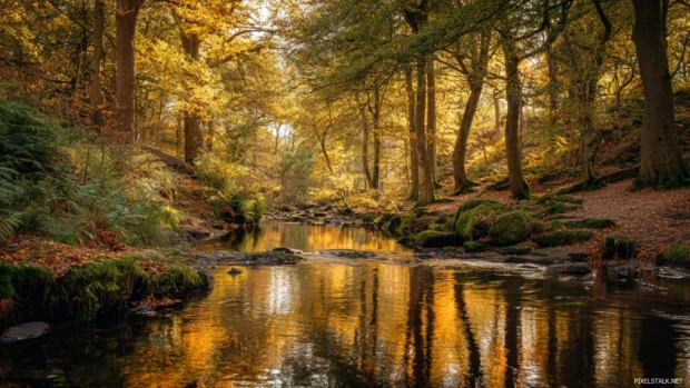 Golden fall trees standing tall beside a sparkling stream in a tranquil woodland glen.