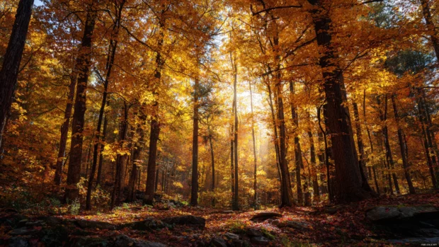 Golden forests bathed in fall colors with sunlight filtering through dense canopies creating a peaceful atmosphere.