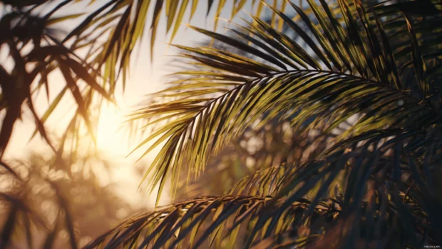 Golden hour sunlight filtering through palm tree leaves in a 4K high definition landscape.
