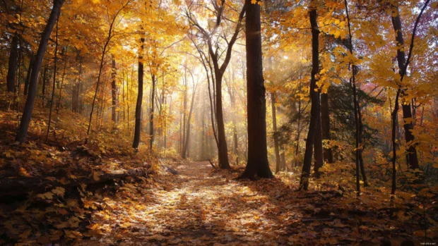 Golden rays streaming through the dense canopy of a fall forest, illuminating the soft leaf covered ground.